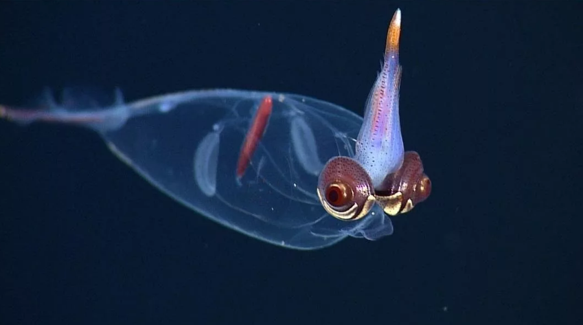 Стеклянные кальмары или Кронхииды Самые удивительные прозрачные существа Мира