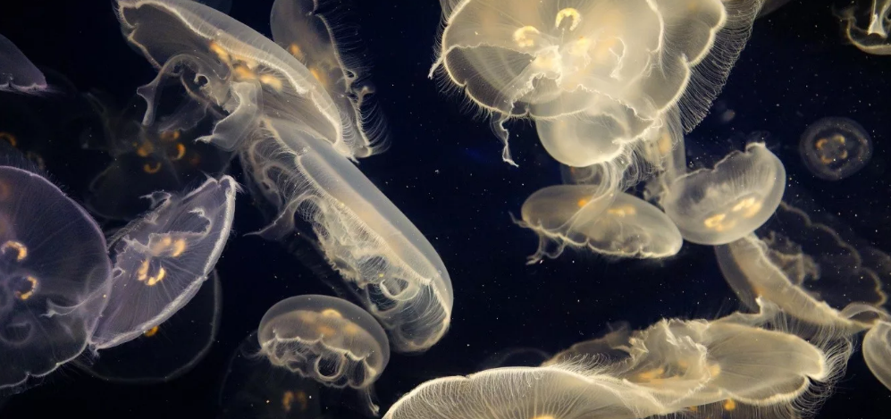 Медузы - самые узнаваемые прозрачные существа Самые удивительные прозрачные существа Мира
