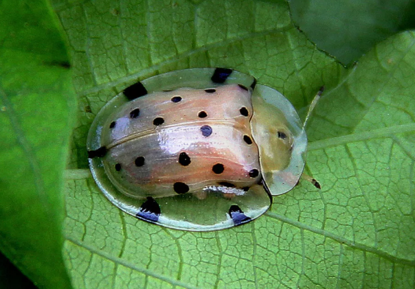 Самые удивительные прозрачные существа Мира