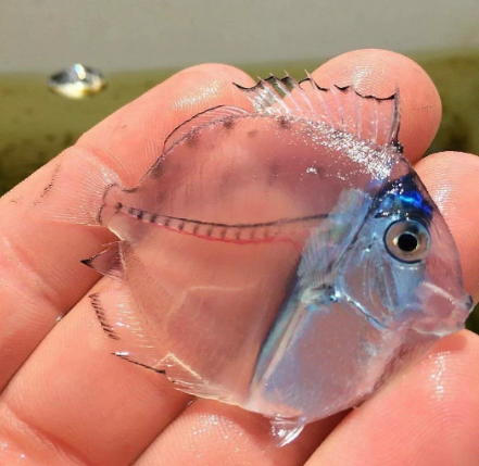 Самые удивительное прозрачное существо Планеты: 16 лучших экземпляров Самые удивительные прозрачные существа Мира