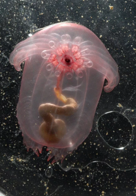 Прозрачное существо - морской огурец Самые удивительные прозрачные существа Мира