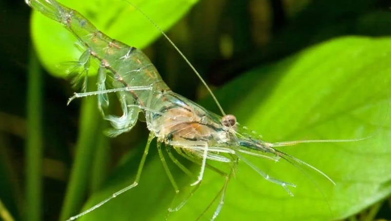 Стеклянная креветка Самые удивительные прозрачные существа Мира