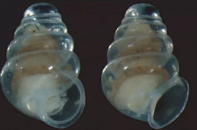 Улитка с прозрачной раковиной Самые удивительные прозрачные существа Мира