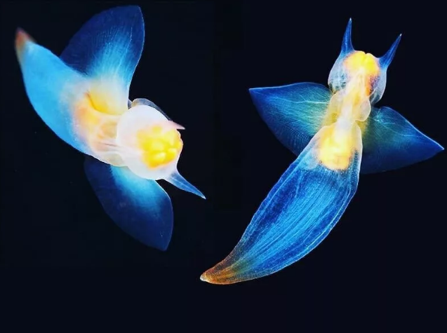Морские ангелы Самые удивительные прозрачные существа Мира