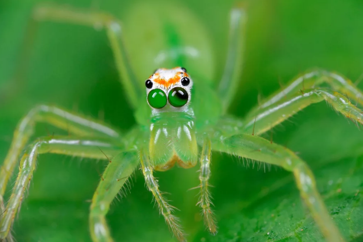 Прозрачный паук-скакун Самые удивительные прозрачные существа Мира