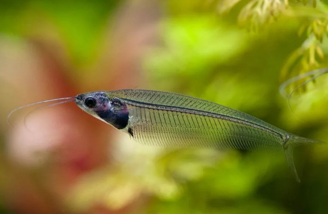 Двуусый индийский стеклянный сомик – самый прозрачный среди прозрачных Самые удивительные прозрачные существа Мира