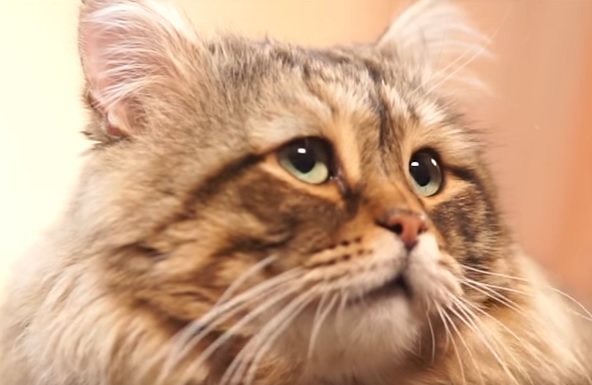 Сибирские цвета