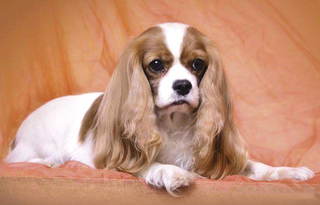 Rangering av de mest rolige hundene - Cavalier King Charles Spaniel