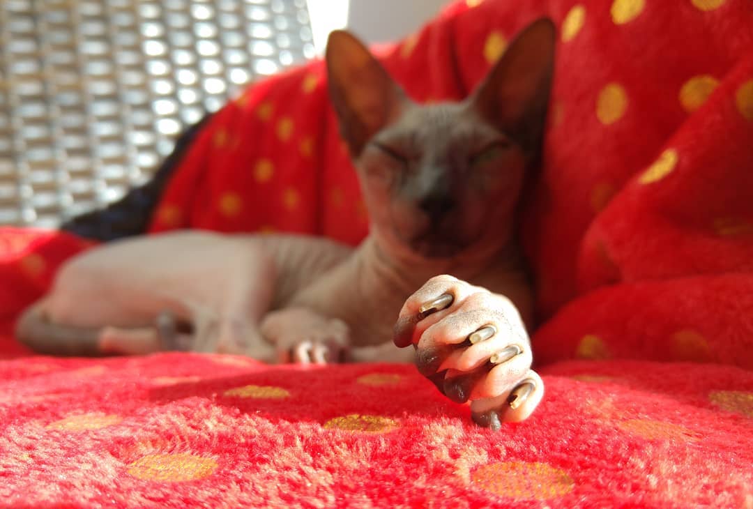 Характер кошек сфинксов, вопросы ухода и содержания, отзывы владельцев