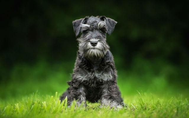 Цвергшнауцер - щенок