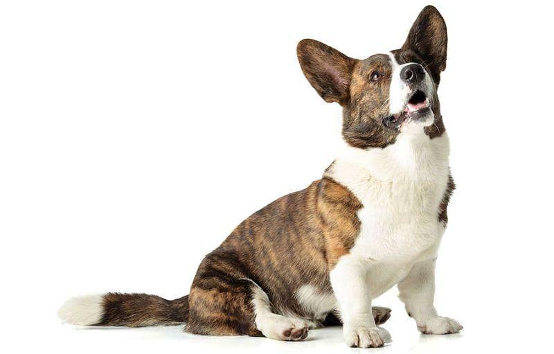 Вельш-корги кардиган Основное изображение