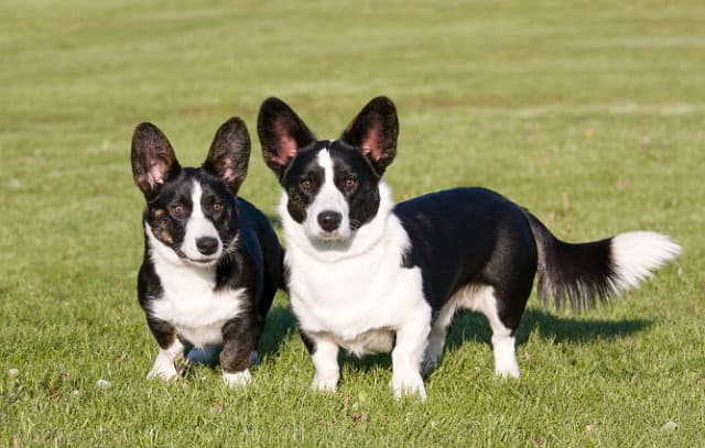 Черно-белые корги-кардиганы