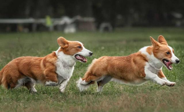 Вельш-корги кардиганы в путешествии