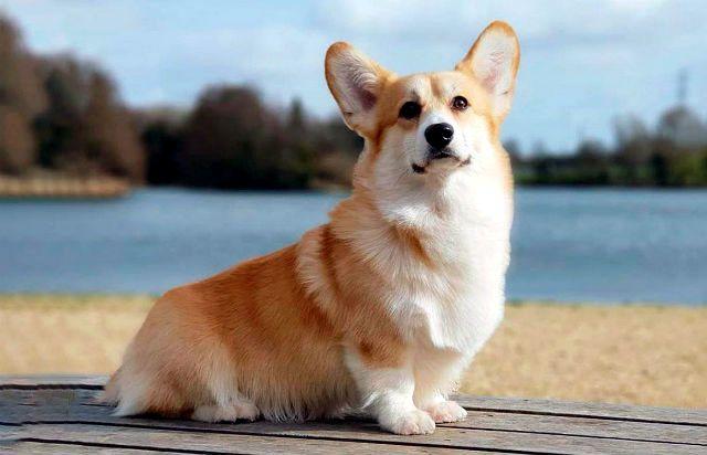 Самые красивые породы собак - Вельш-корги пемброк