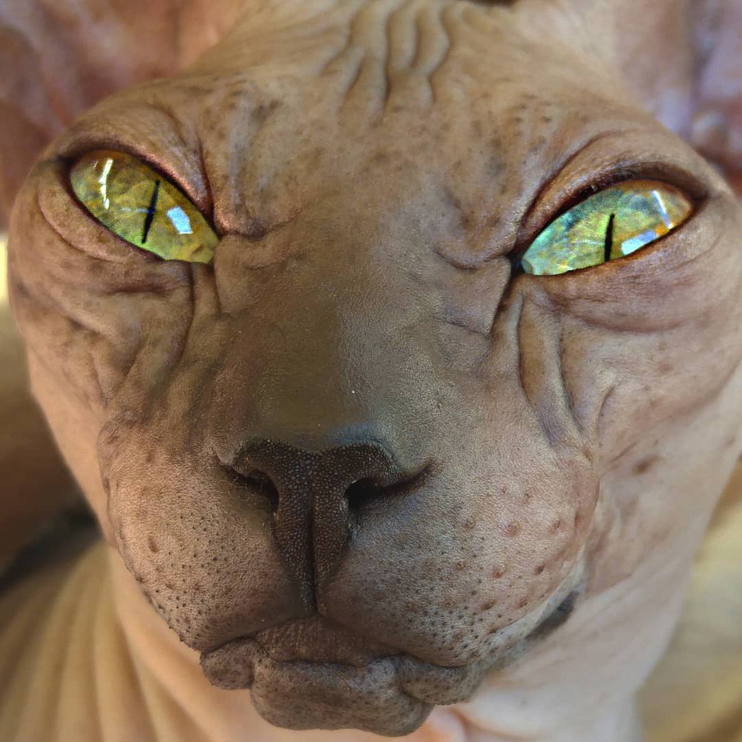 Характер кошек сфинксов, вопросы ухода и содержания, отзывы владельцев