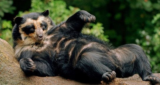 Очковый медведь: как выглядит, где обитает, чем питается и интересные факты