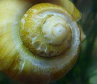 Дыры на панцире ампулярии Дыры на панцире ампулярии