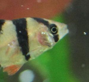 Жаберная гниль у барбусов Жаберная гниль у барбусов