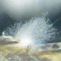 Пух на ампулярии Пух на ампулярии