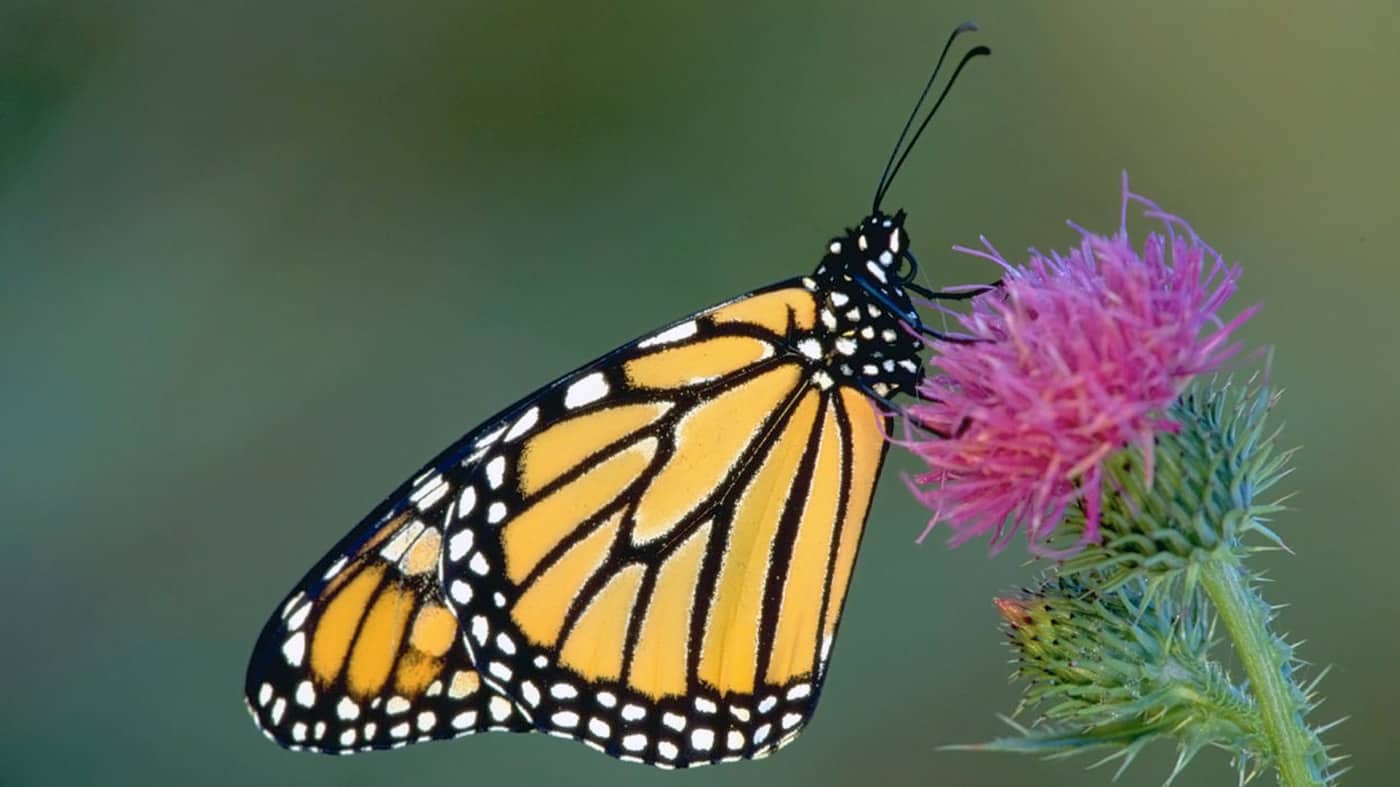 Бабочка монарх на цветке