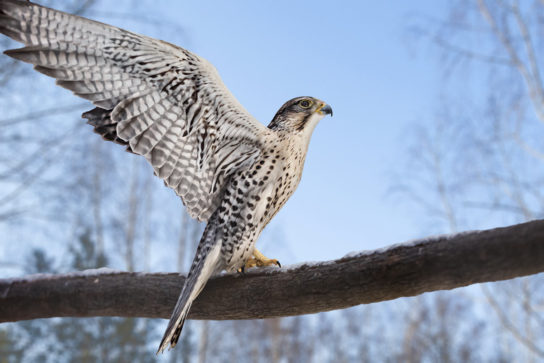 Кратко про балобана Сообщение про балобана