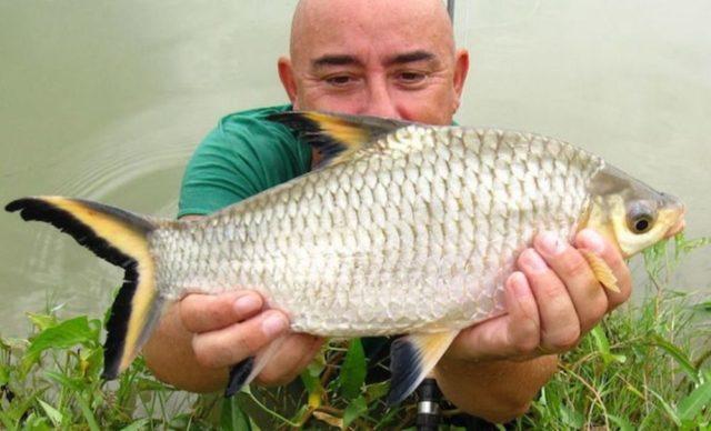 Акулий балу в природе Акулий балу в природе