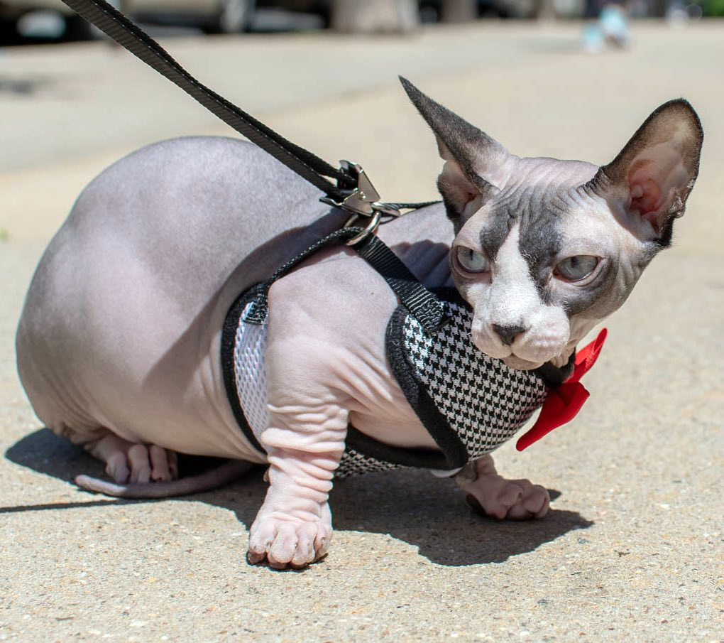 персонаж-кошек-сфинкс сон