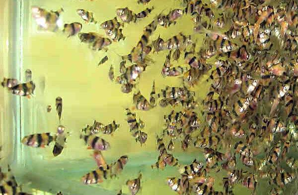 Мальки барбусов Мальки барбусов