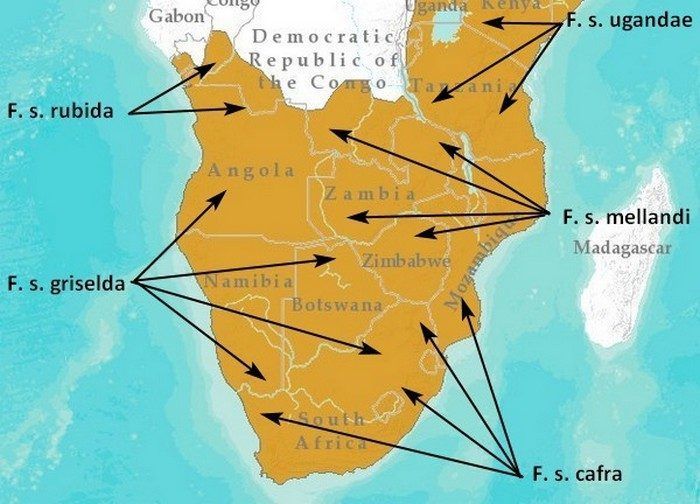Разные подвиды степной кошки Подвиды из Африки
