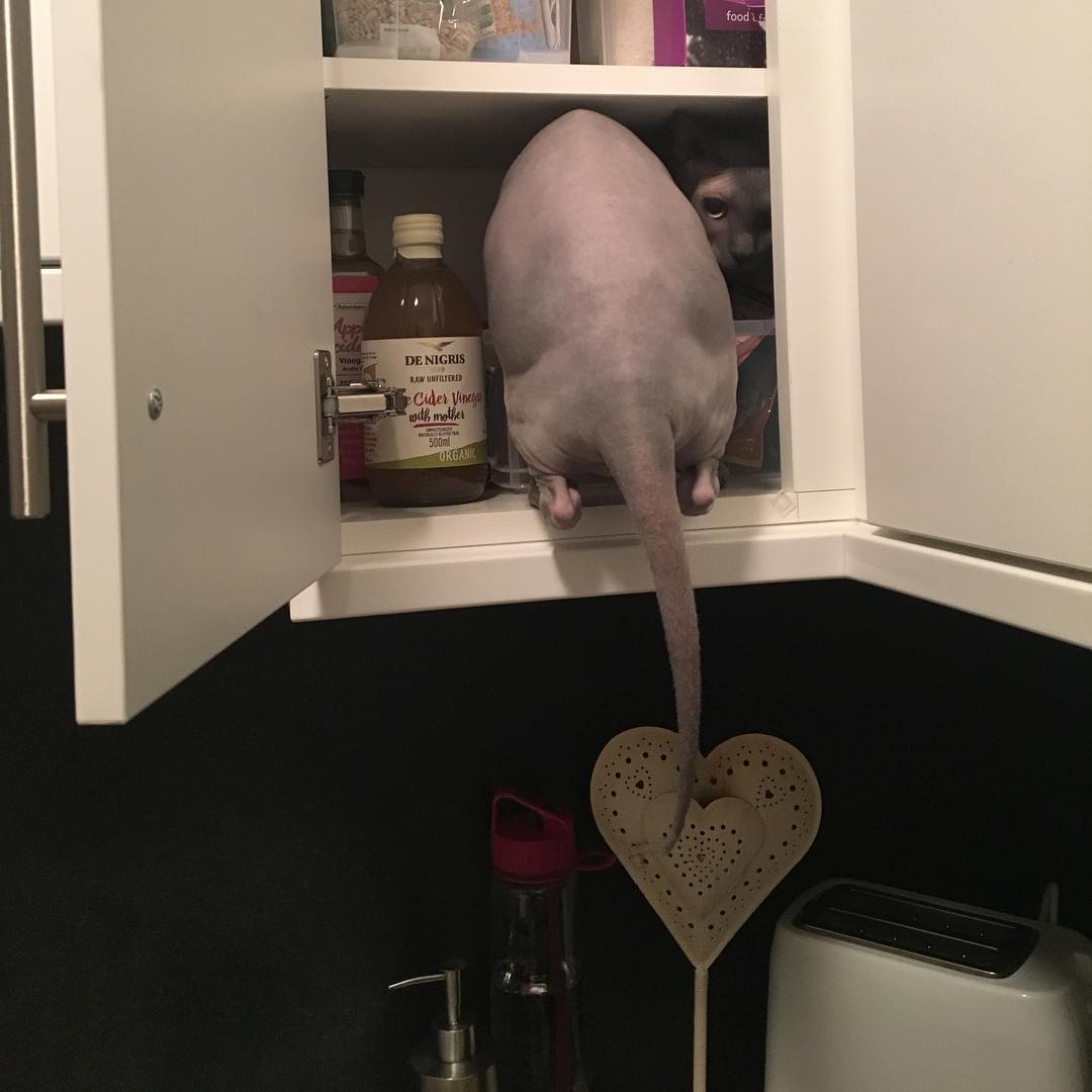 персонаж-кошек-сфинкс сон