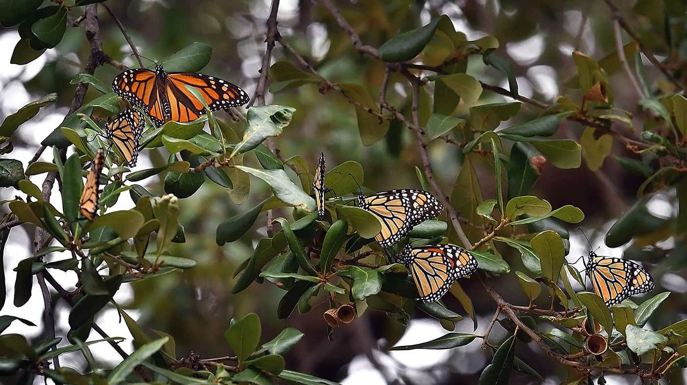 Данай плексипп