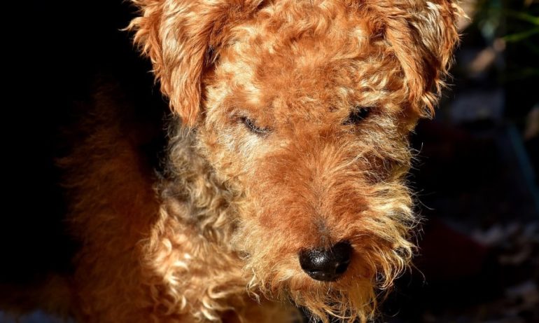 Фокстерьер с мячом Как выбрать собаку