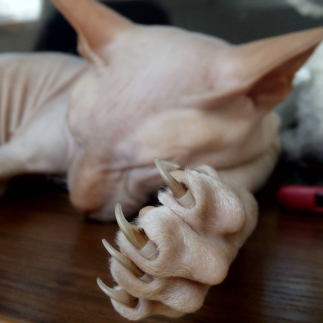 Характер кошек сфинксов, вопросы ухода и содержания, отзывы владельцев