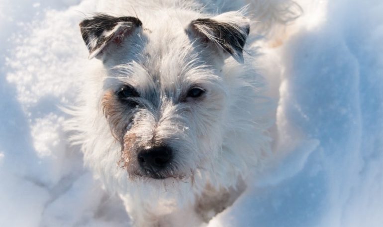 Собака Характер