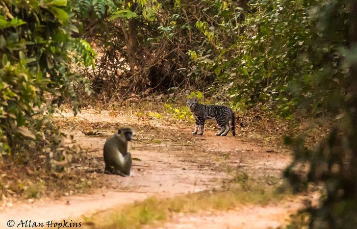 Западно-африканский подвид F. s. foxi