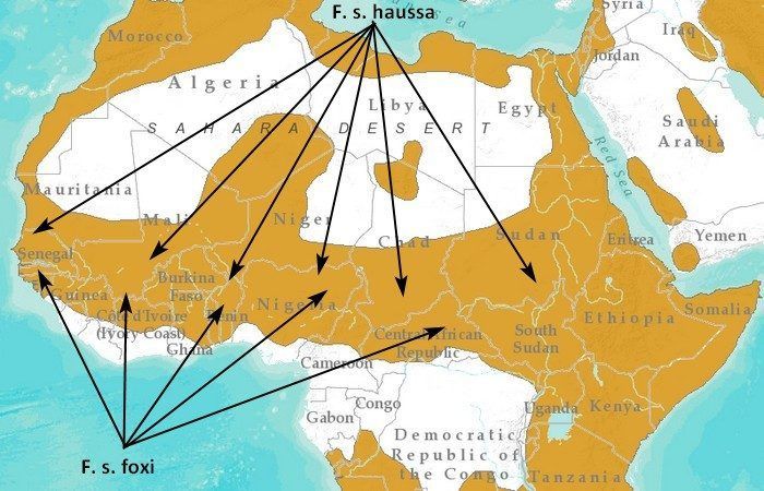 Места обитания двух подвидов Где обитает F. s. foxi