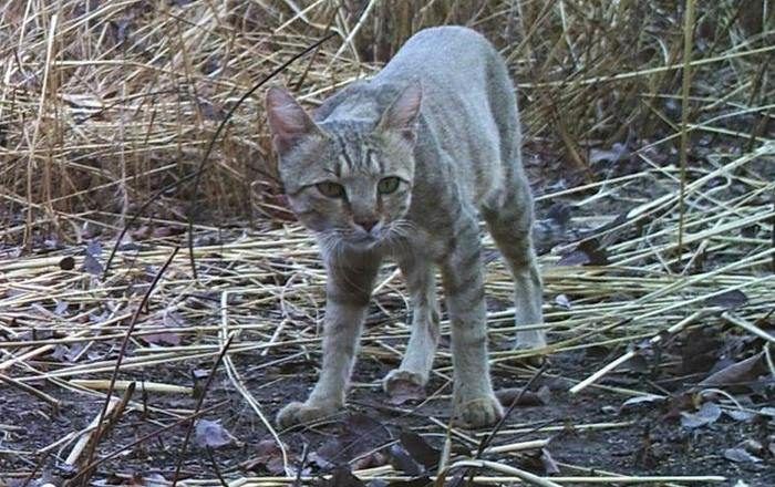 Кот из Сахары Кот F. s. haussa