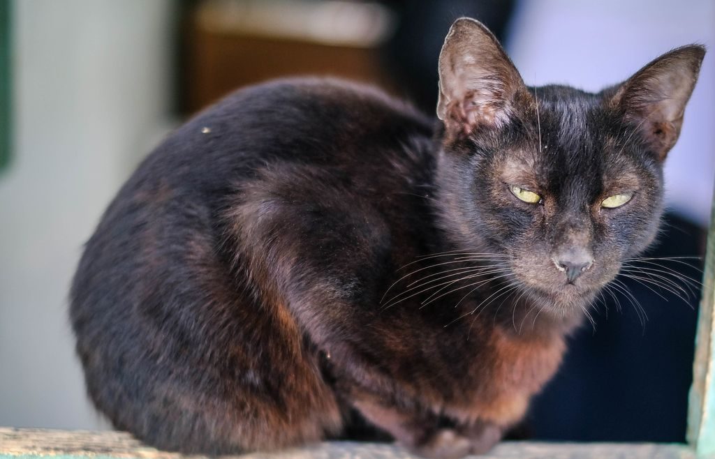 гавана браун фото