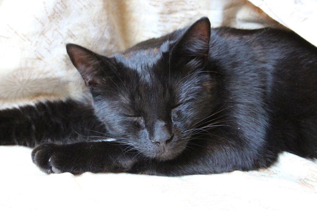 порода гавана фото