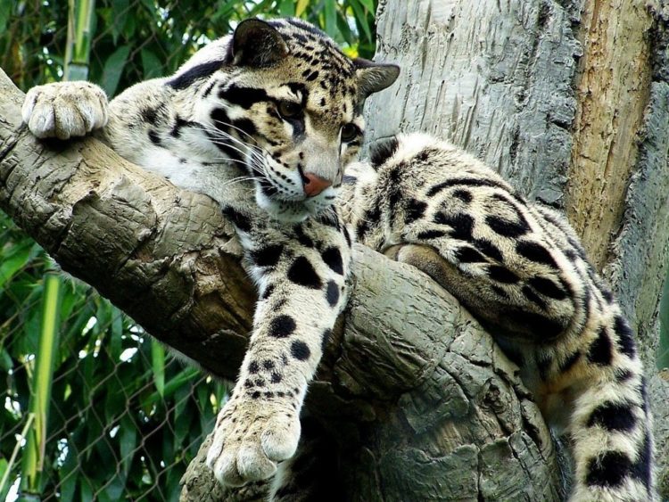 Дымчатый леопард: описание