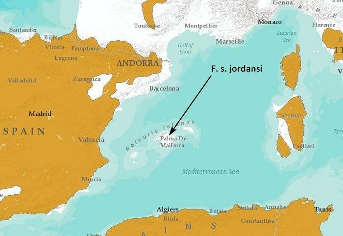 Кошка живет на Майорке Где живет Балеарская дикая кошка