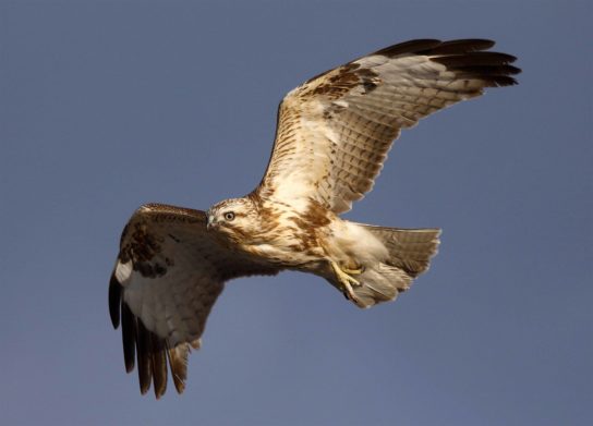 Канюк: описание птицы, особенности, виды, среда обитания