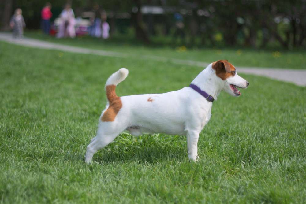 Как содержать джек-рассел-терьера в квартире: несколько советов по уходу