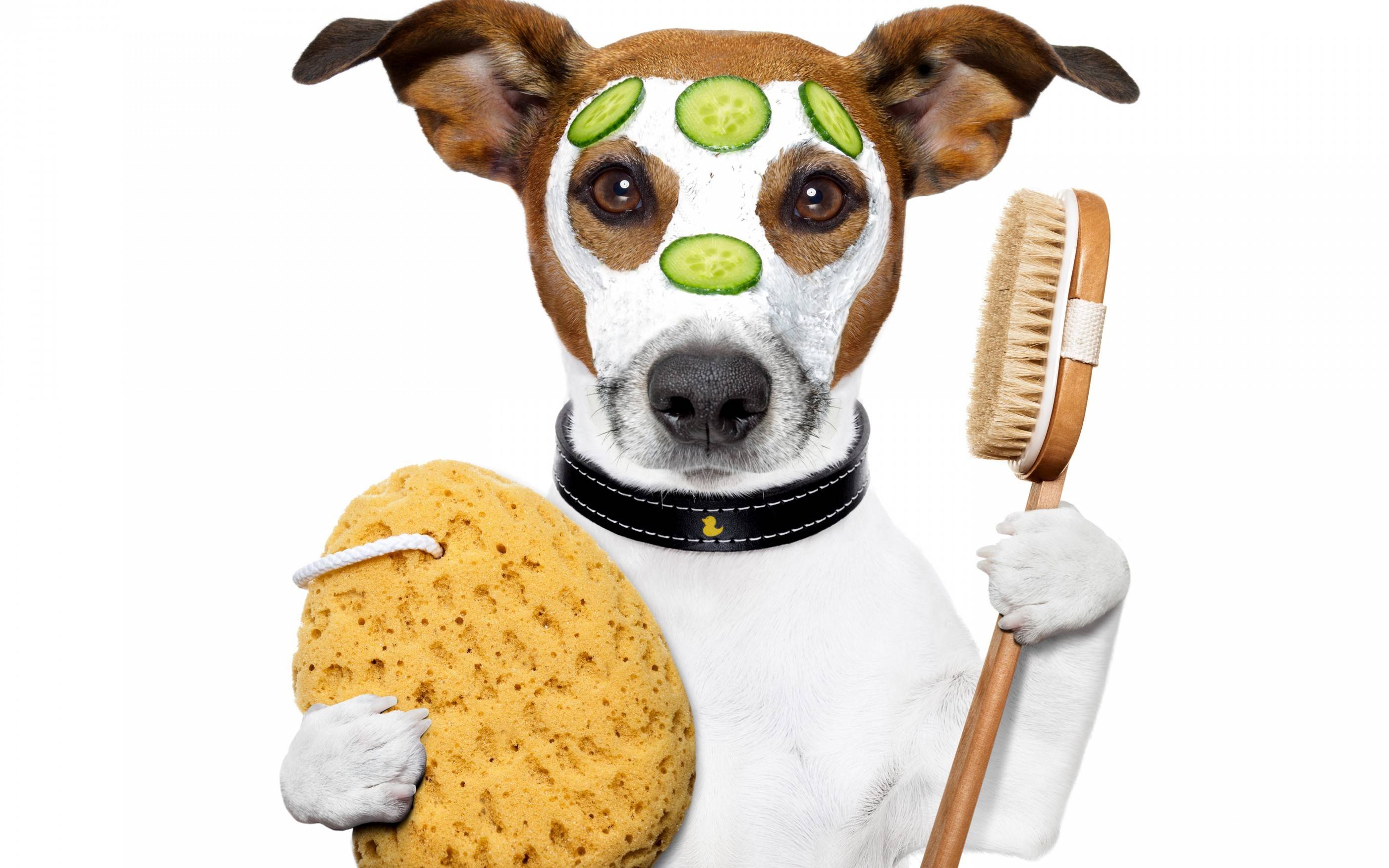 Как содержать джек-рассел-терьера в квартире: несколько советов по уходу