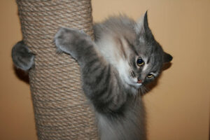 приучить кошку к когтеточке