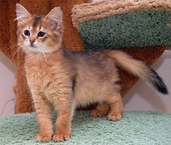 Сомалийская кошка