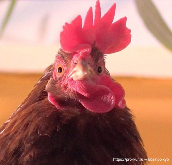 Продолжительность жизни кур и петухов в домашних условиях.