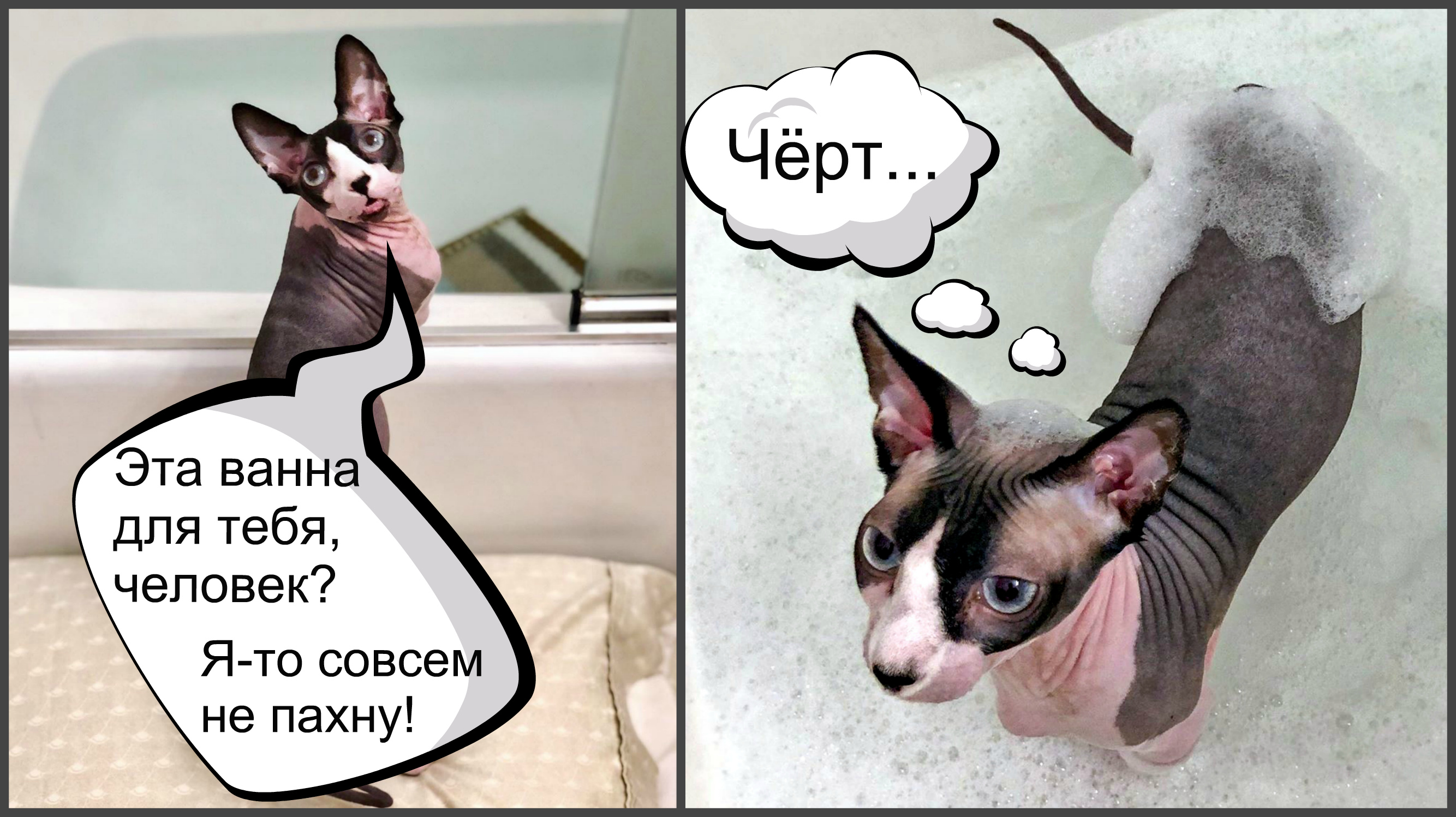 Характер кошек сфинксов, вопросы ухода и содержания, отзывы владельцев