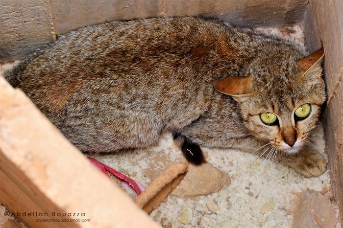 Африканский степной кот Африканский степной кот смотрит