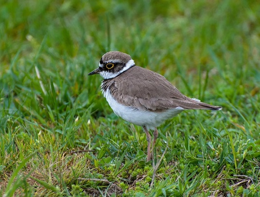 Какая птица ныряет глубже